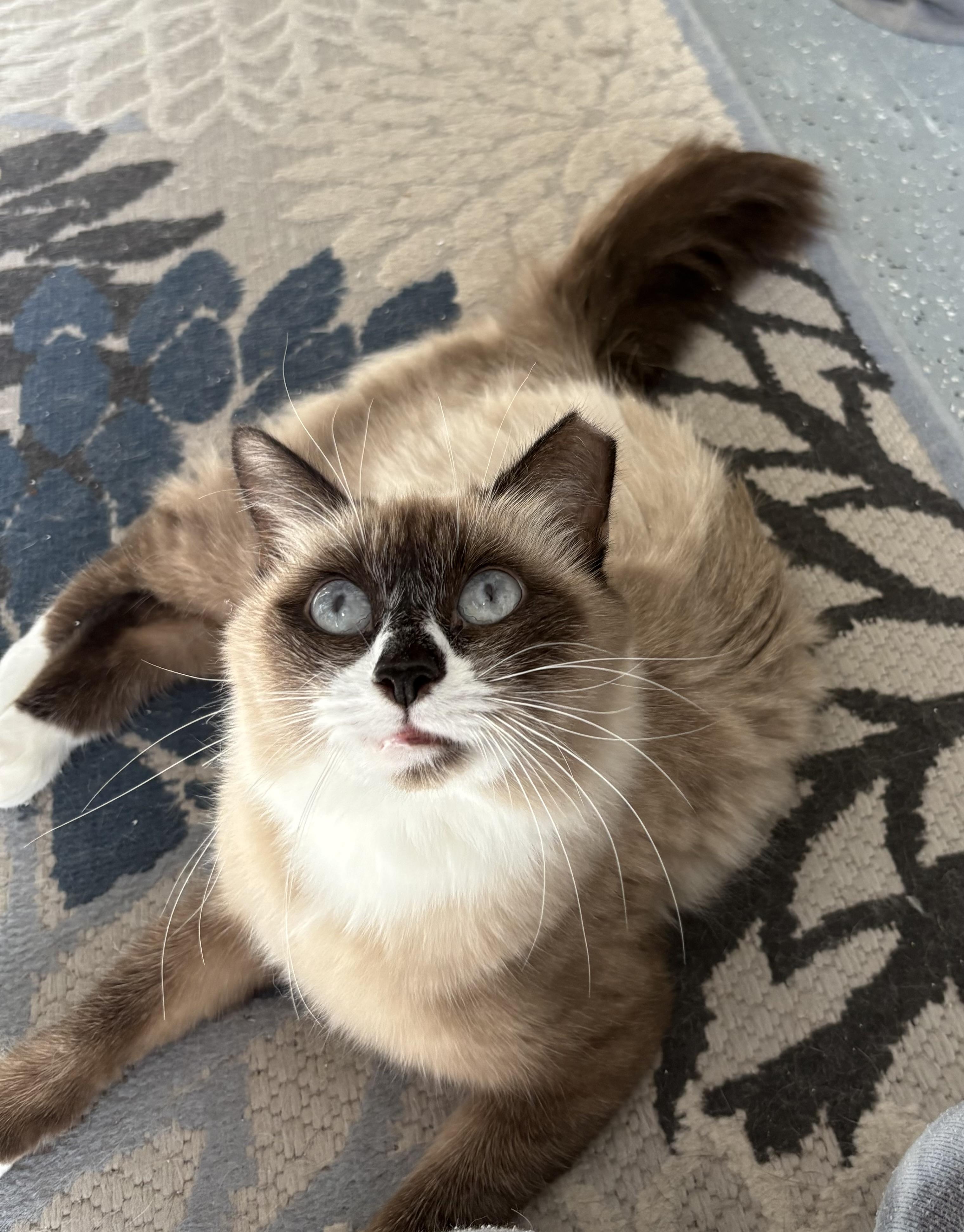 Enlarge Peaches, an adopted Snowshoe in Brooksville, FL image 2/5