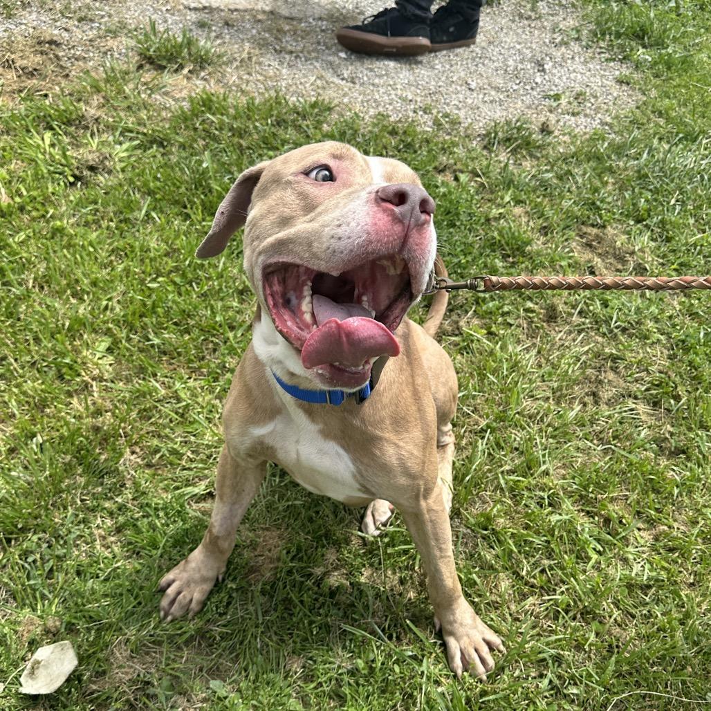 Loki, Adoptable, Adult Male Pit Bull Terrier.