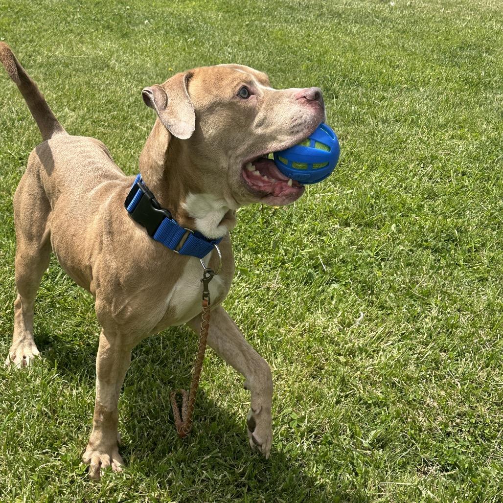 Loki, Adoptable, Adult Male Pit Bull Terrier.