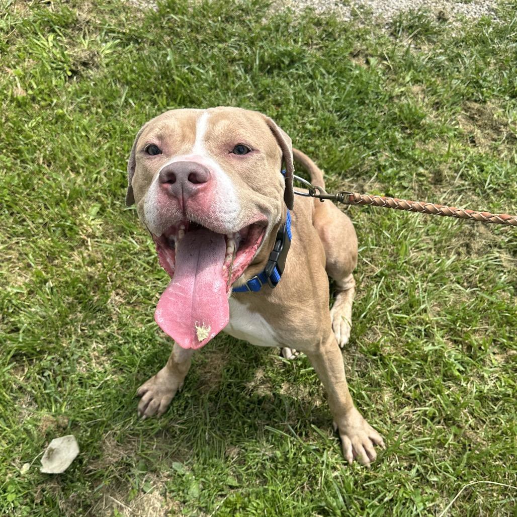 Loki, a Adoptable Pit Bull Terrier in Uniontown, PA image 2/6