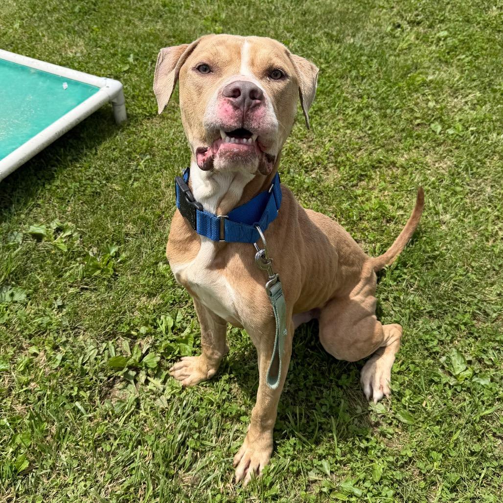 Loki, a Adoptable Pit Bull Terrier in Uniontown, PA image 2/6