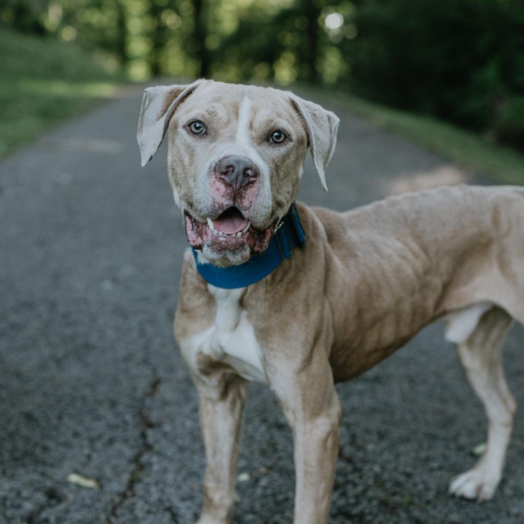 Loki, a Adoptable Pit Bull Terrier in Uniontown, PA image 3/6