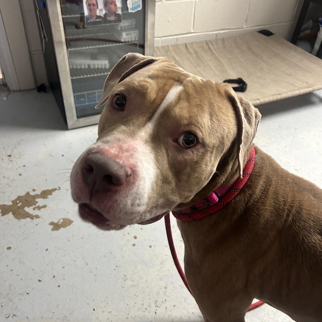 Loki, a Adoptable Pit Bull Terrier in Uniontown, PA image 3/6