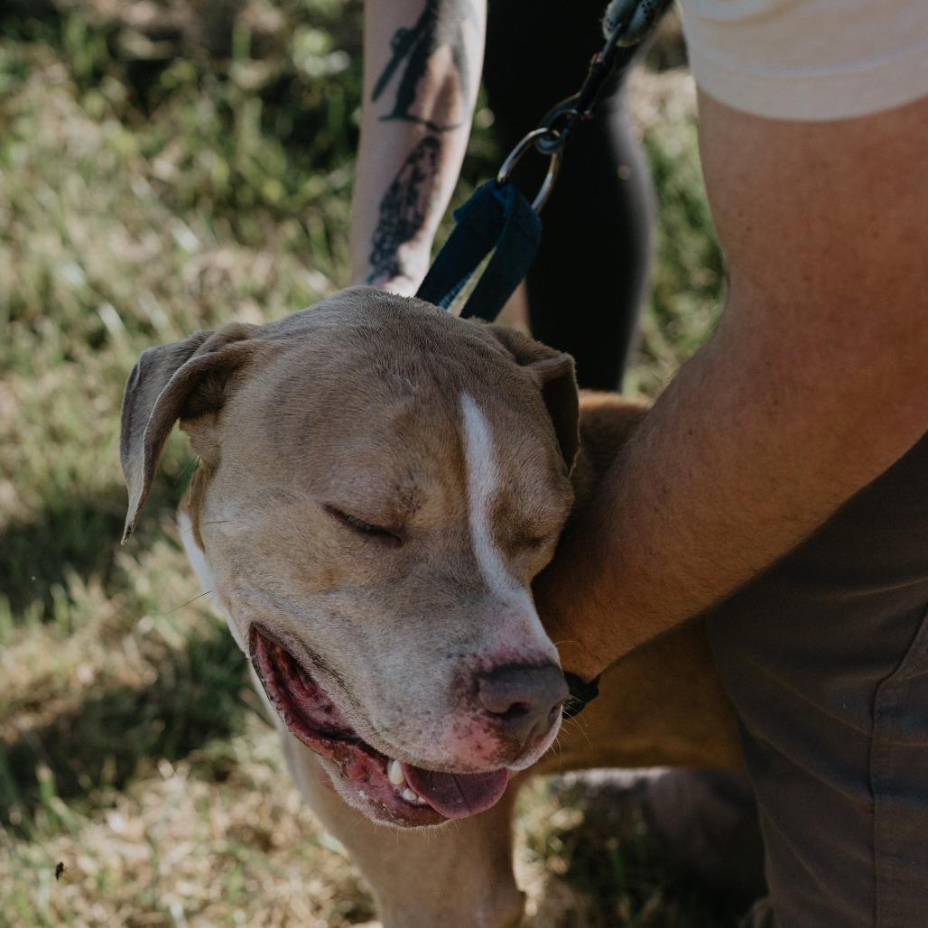 Loki, a Adoptable Pit Bull Terrier in Uniontown, PA image 4/6