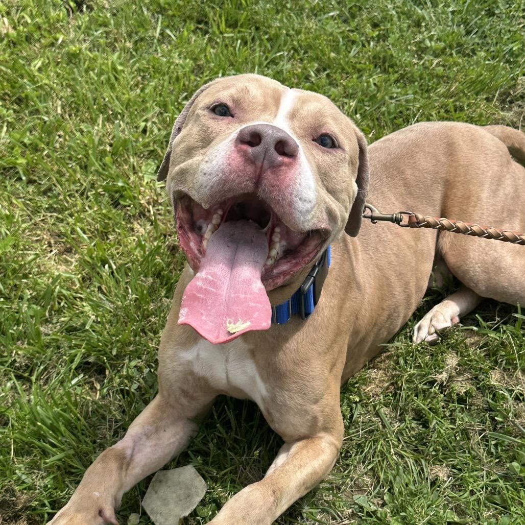 Loki, a Adoptable Pit Bull Terrier in Uniontown, PA image 4/6