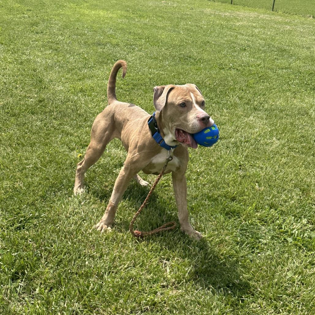 Loki, a Adoptable Pit Bull Terrier in Uniontown, PA image 5/6
