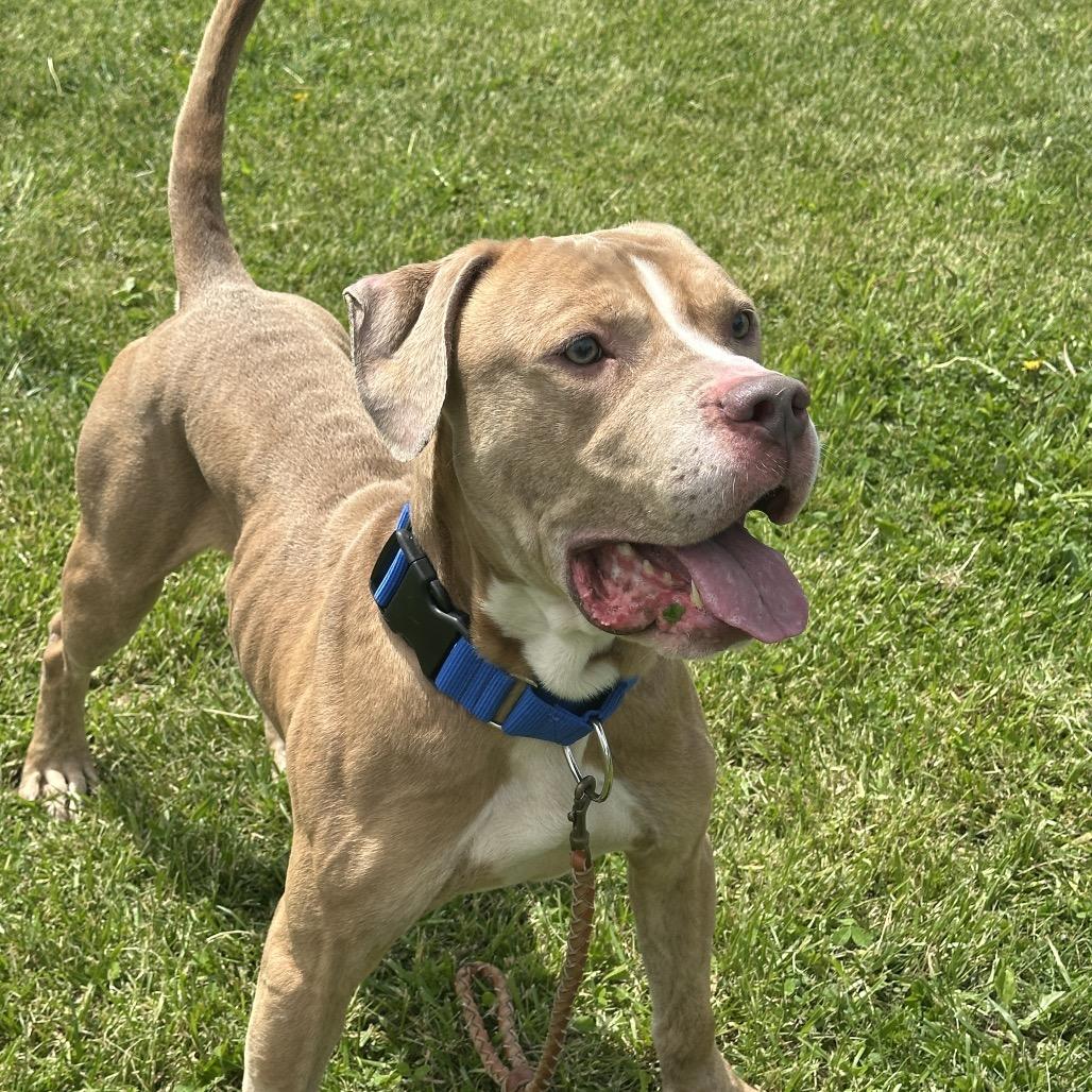 Loki, a Adoptable Pit Bull Terrier in Uniontown, PA image 6/6