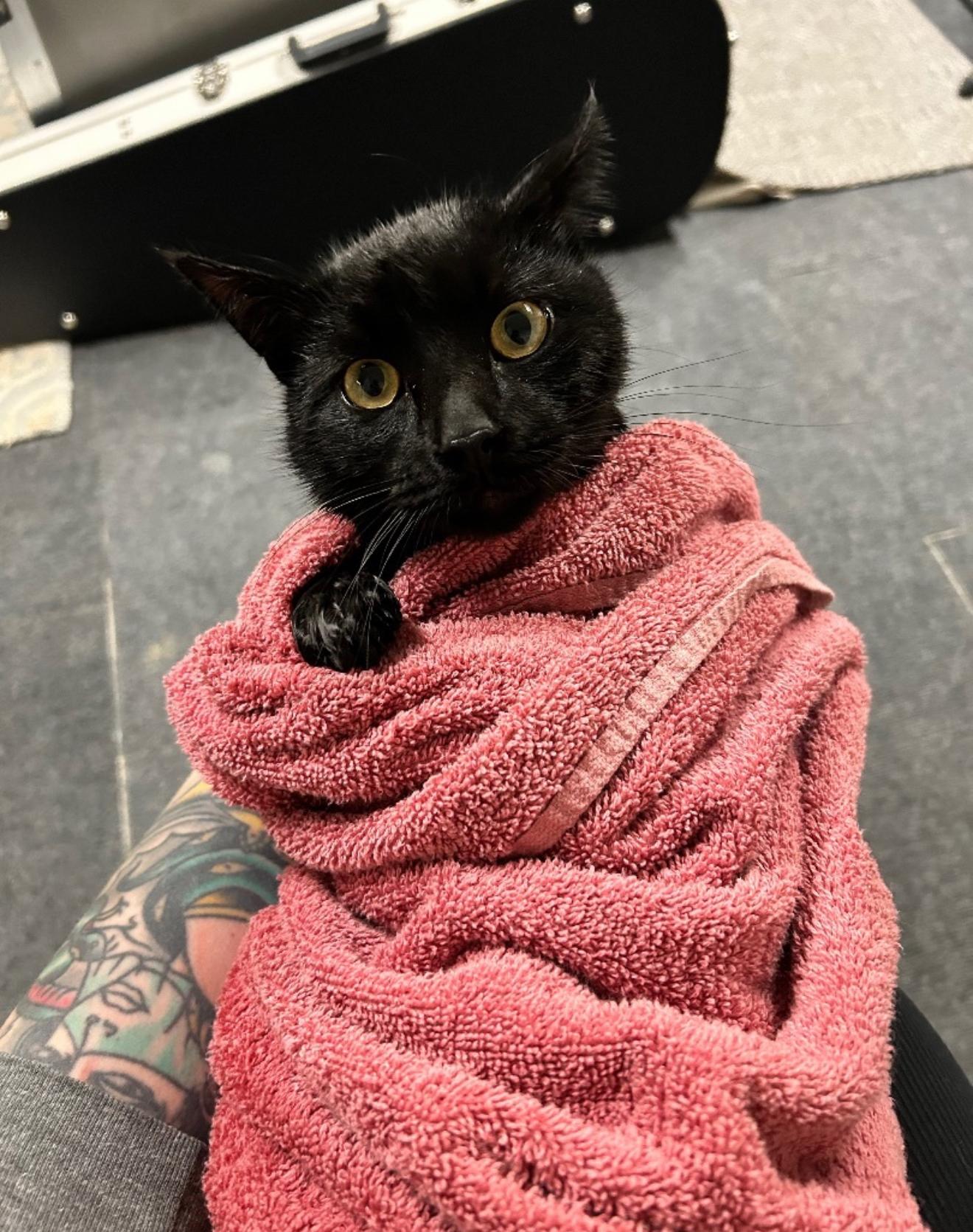 Kringle, Adoptable, Adult Male Domestic Short Hair.