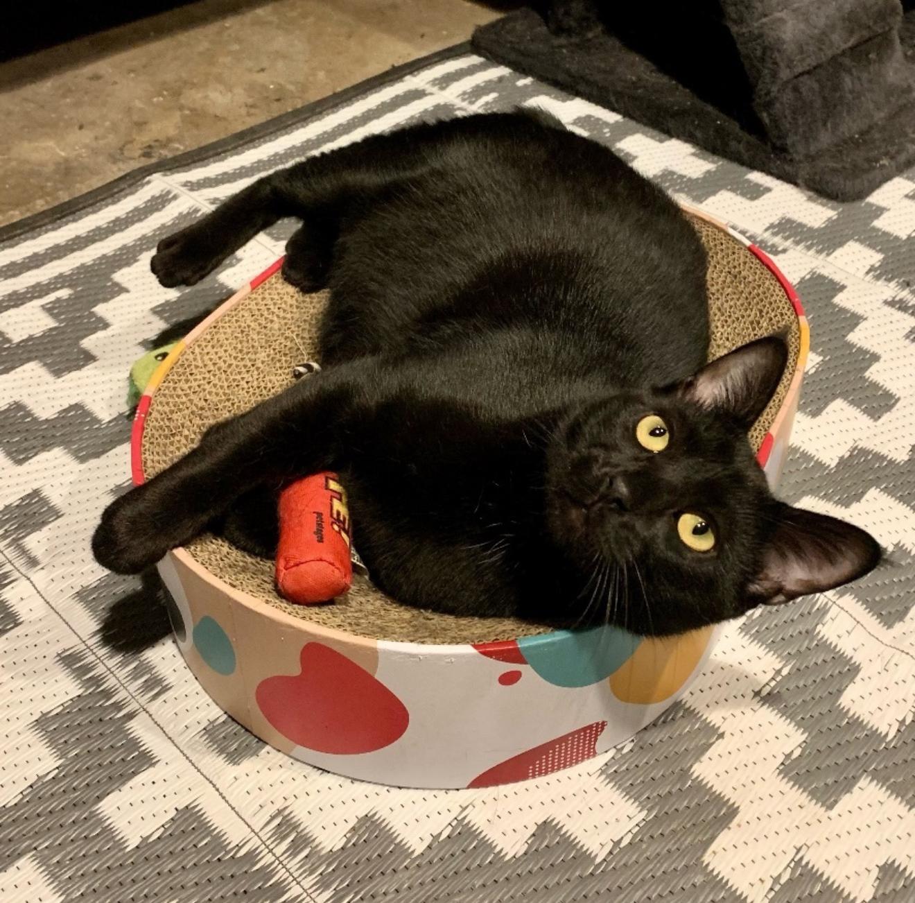 Kringle, a Adoptable Domestic Short Hair image 2/4