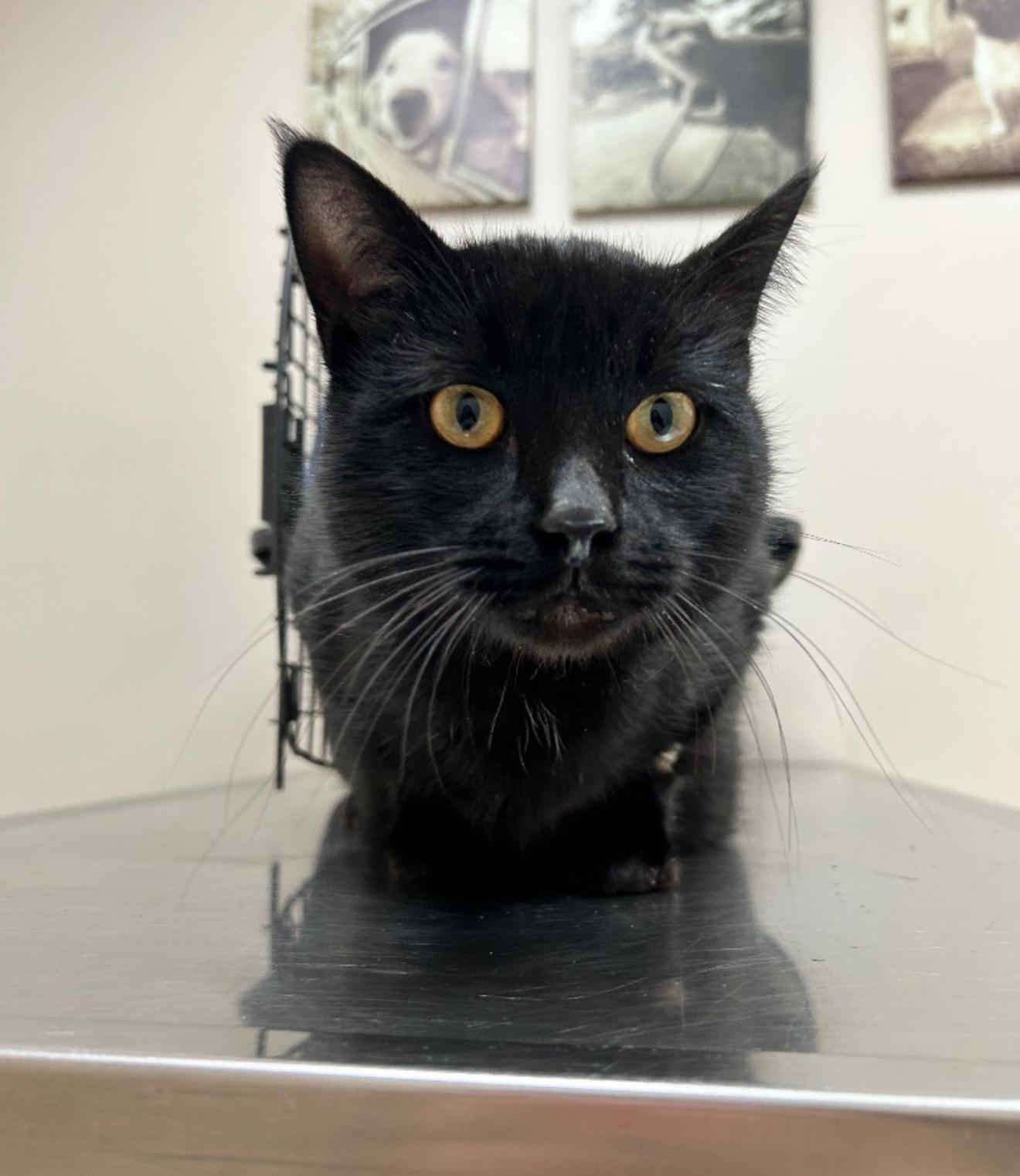 Kringle, a Adoptable Domestic Short Hair image 3/4