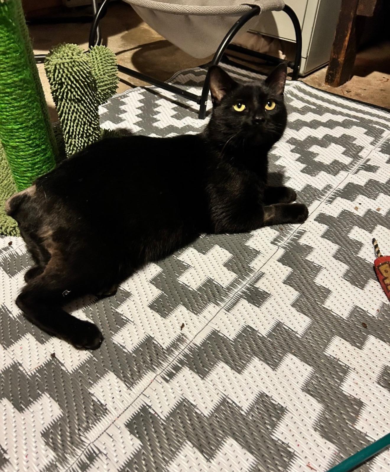 Kringle, a Adoptable Domestic Short Hair image 4/4