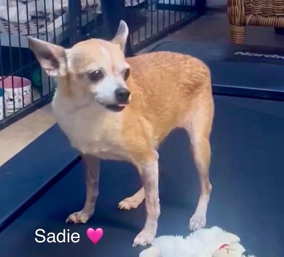 Sadie