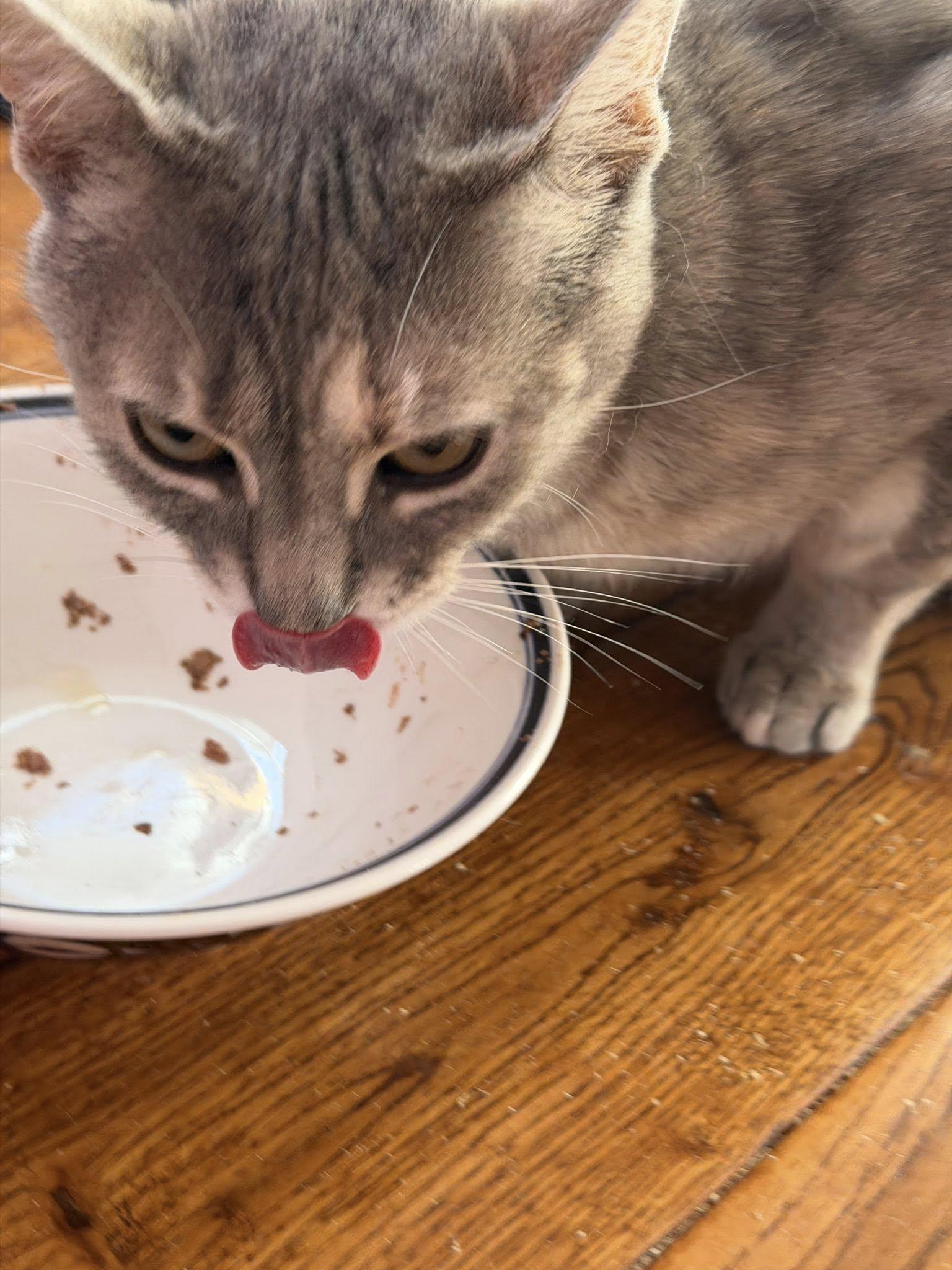 Maybelle, an adoptable Domestic Short Hair in Spencerville, ON image 6/6