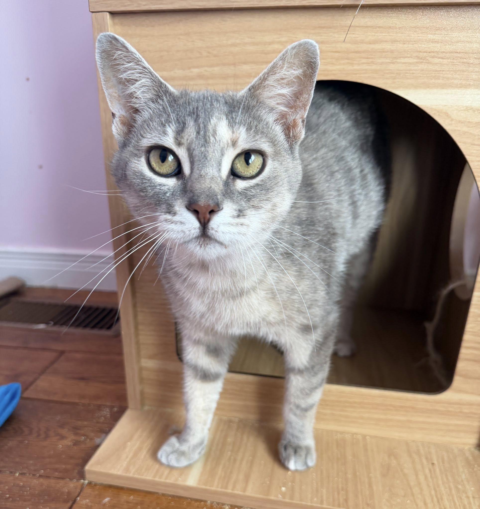 Maybelle, an adoptable Domestic Short Hair in Spencerville, ON image 4/6