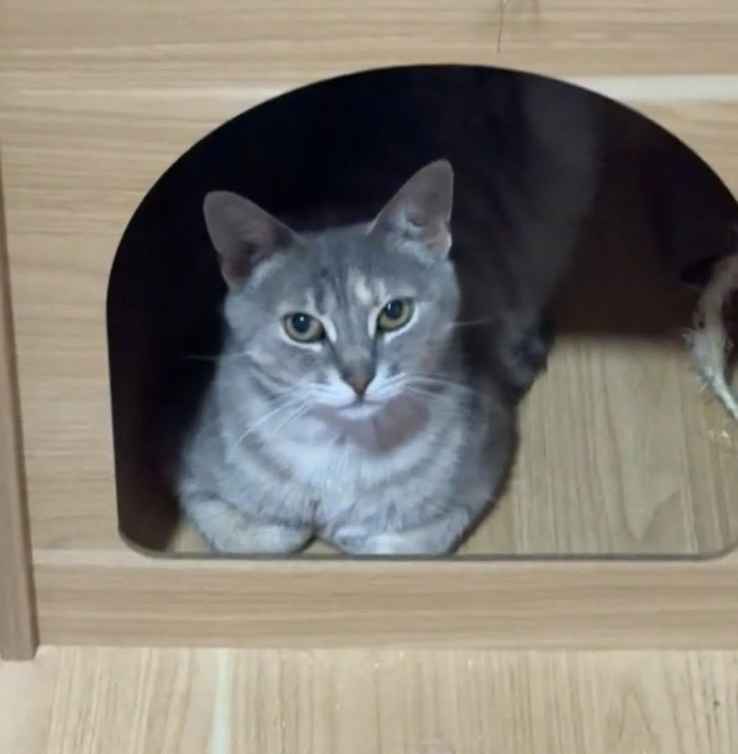 Maybelle, adoptable, Adult Female Domestic Short Hair.