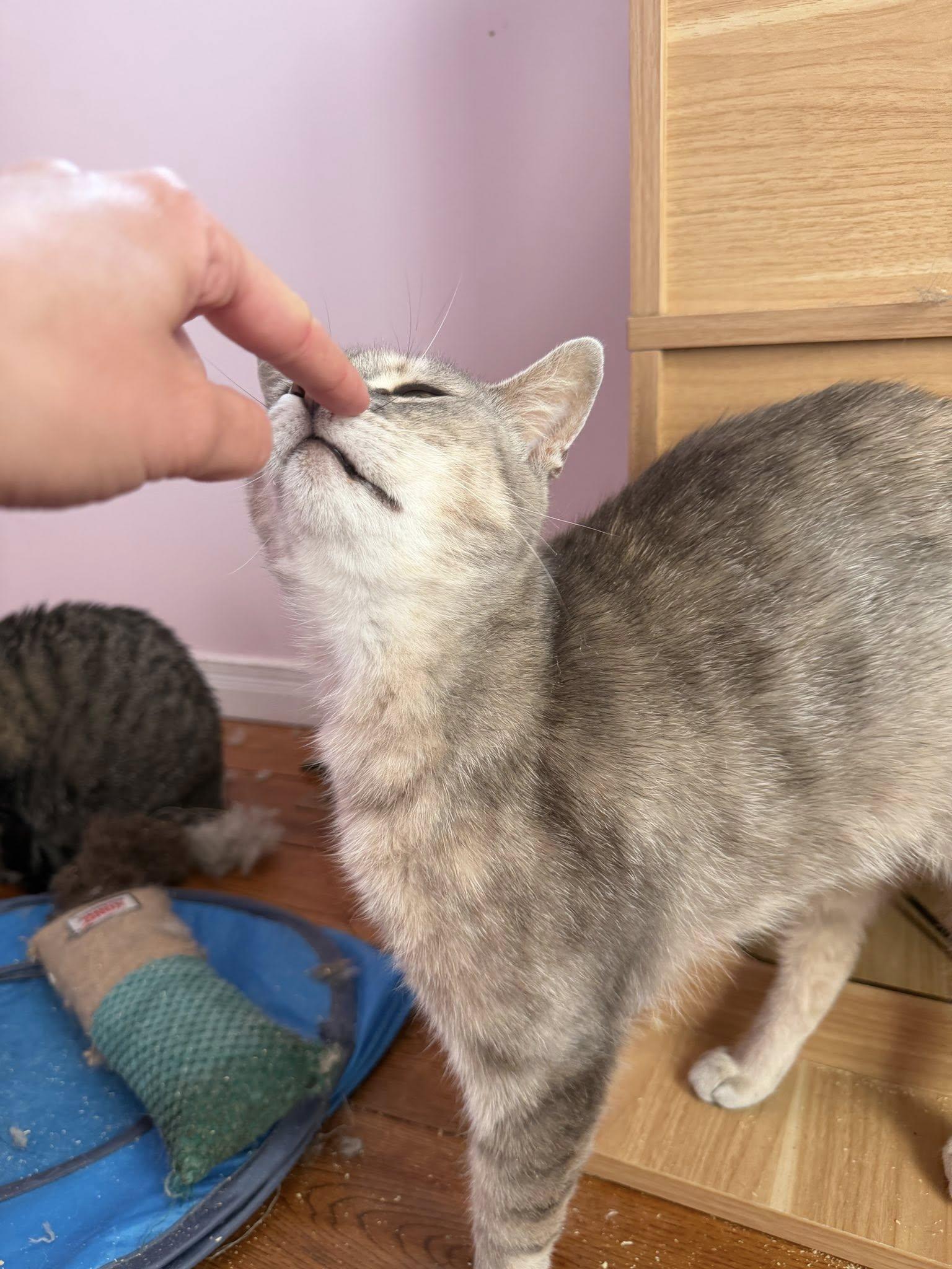Maybelle, an adoptable Domestic Short Hair in Spencerville, ON image 2/6