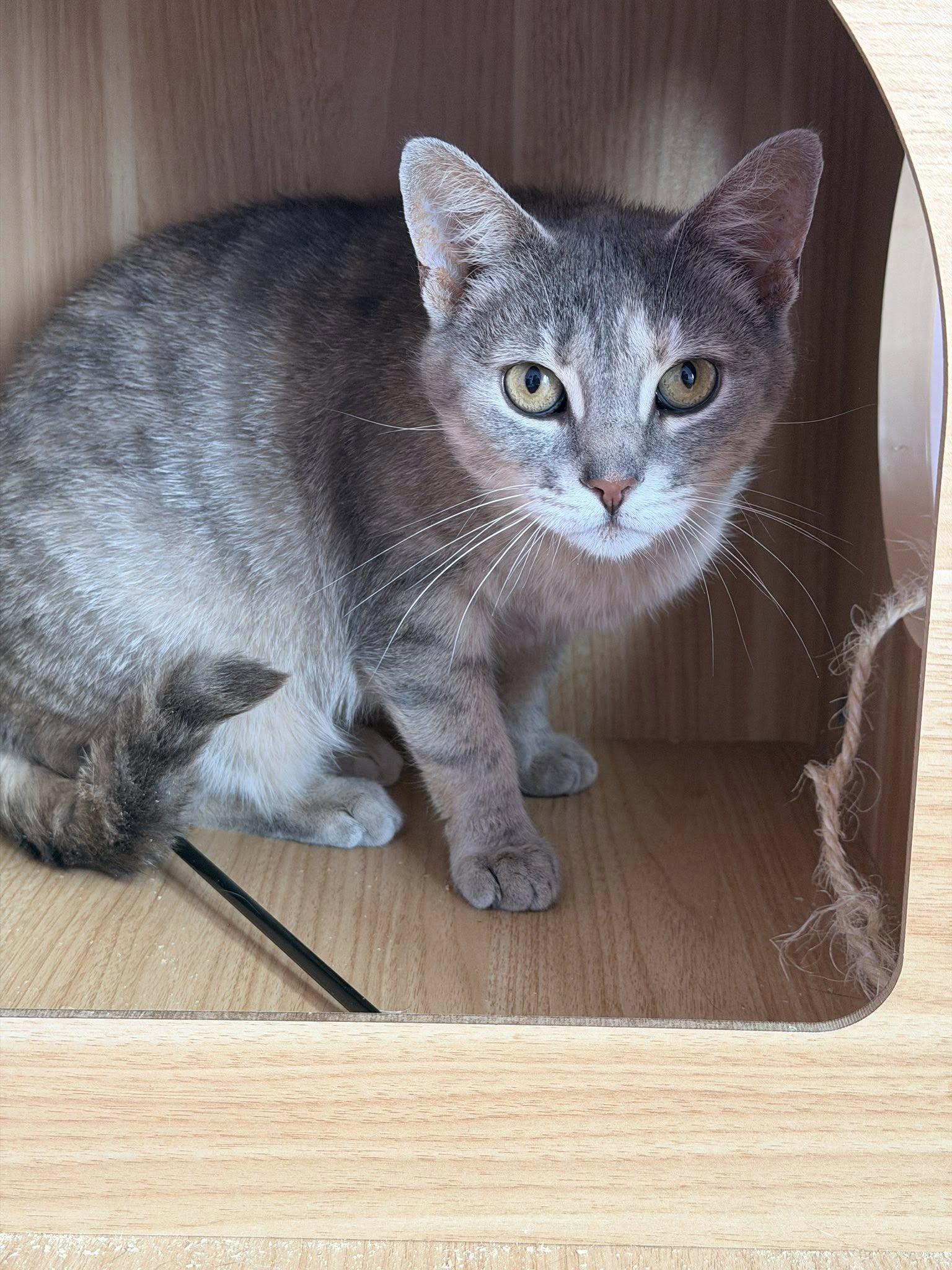Maybelle, an adoptable Domestic Short Hair in Spencerville, ON image 3/6