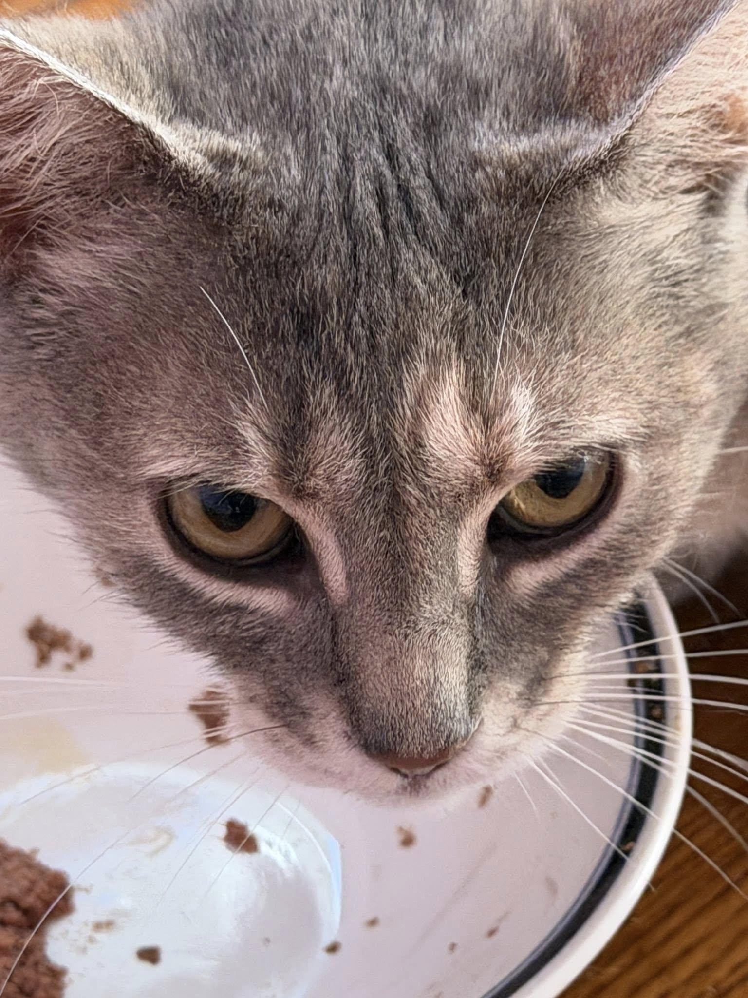 Maybelle, an adoptable Domestic Short Hair in Spencerville, ON image 5/6