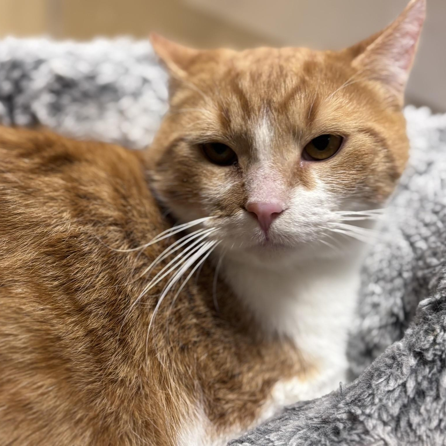 Enlarge Gogo, an adopted Domestic Short Hair in Scarborough, ON image 5/5