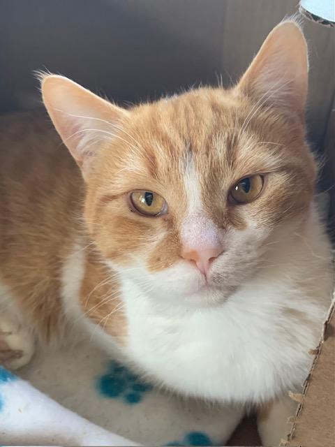 Gogo, ADOPTABLE, Young Male Domestic Short Hair.