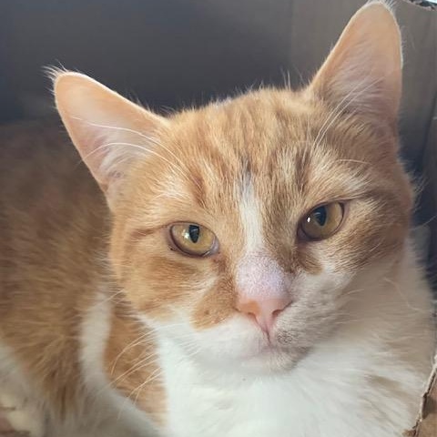 Enlarge Gogo, an adopted Domestic Short Hair in Scarborough, ON image 2/5