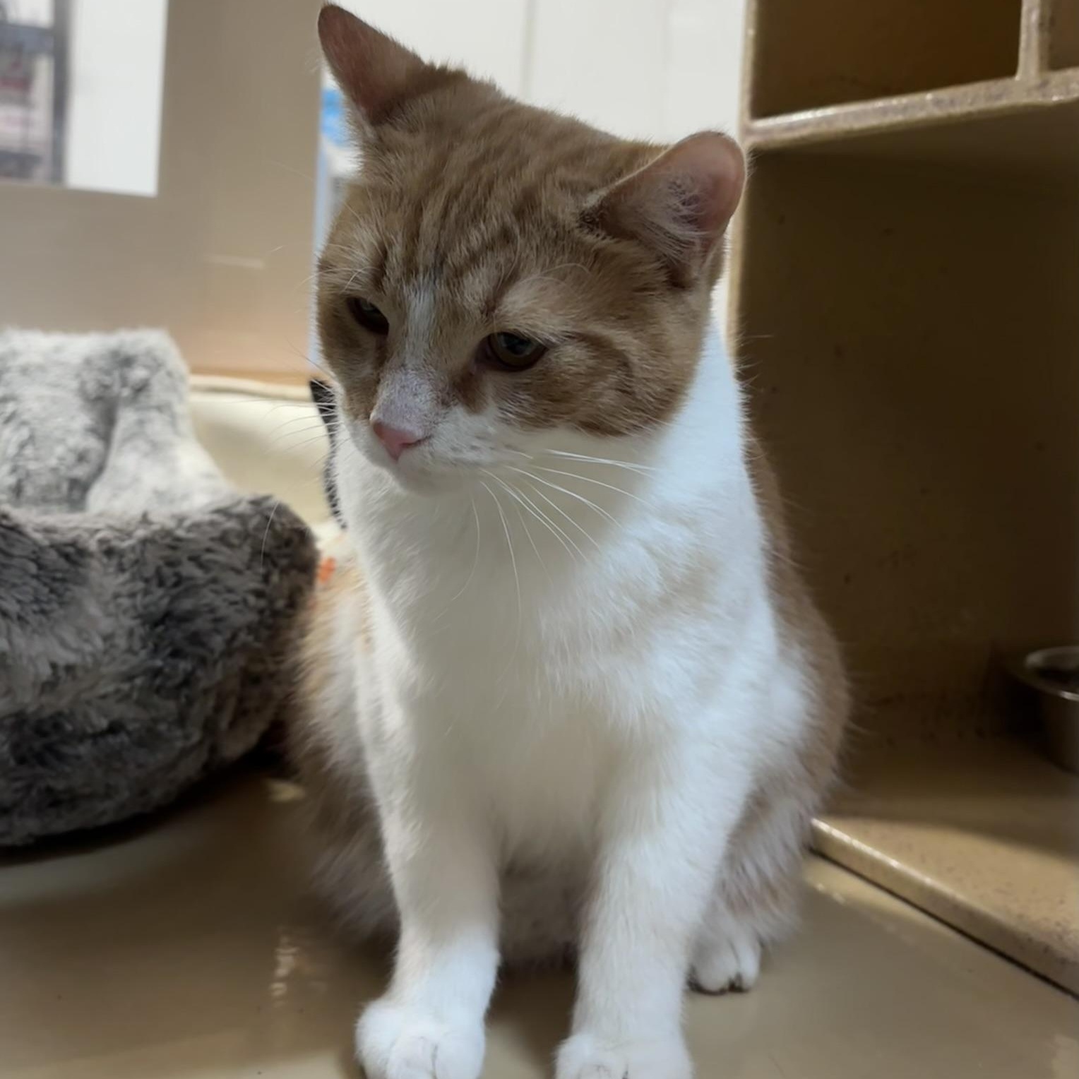 Enlarge Gogo, an adopted Domestic Short Hair in Scarborough, ON image 3/5