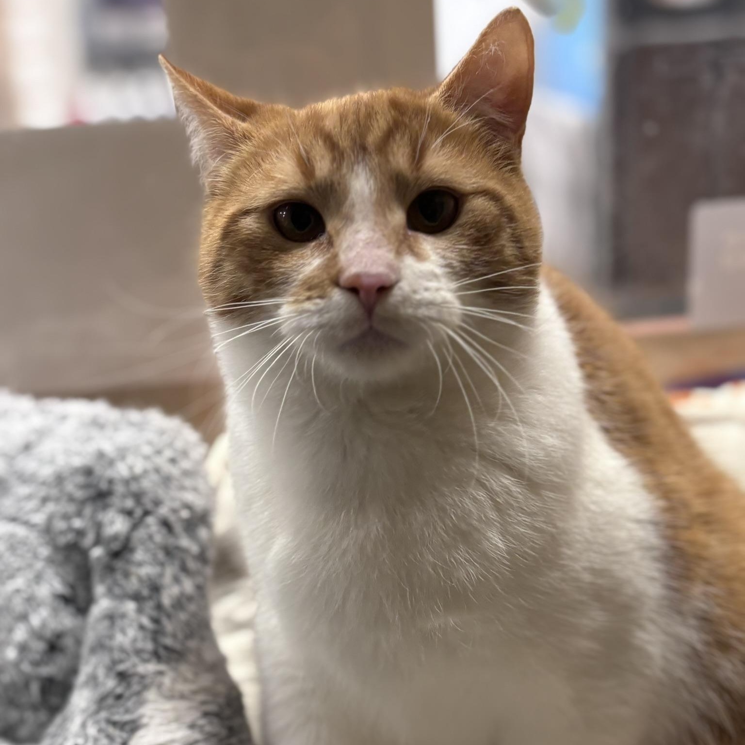 Gogo, ADOPTABLE, Young Male Domestic Short Hair.