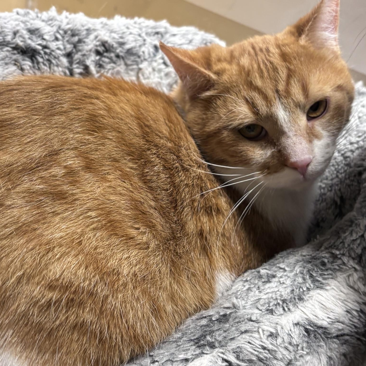 Enlarge Gogo, an adopted Domestic Short Hair in Scarborough, ON image 4/5