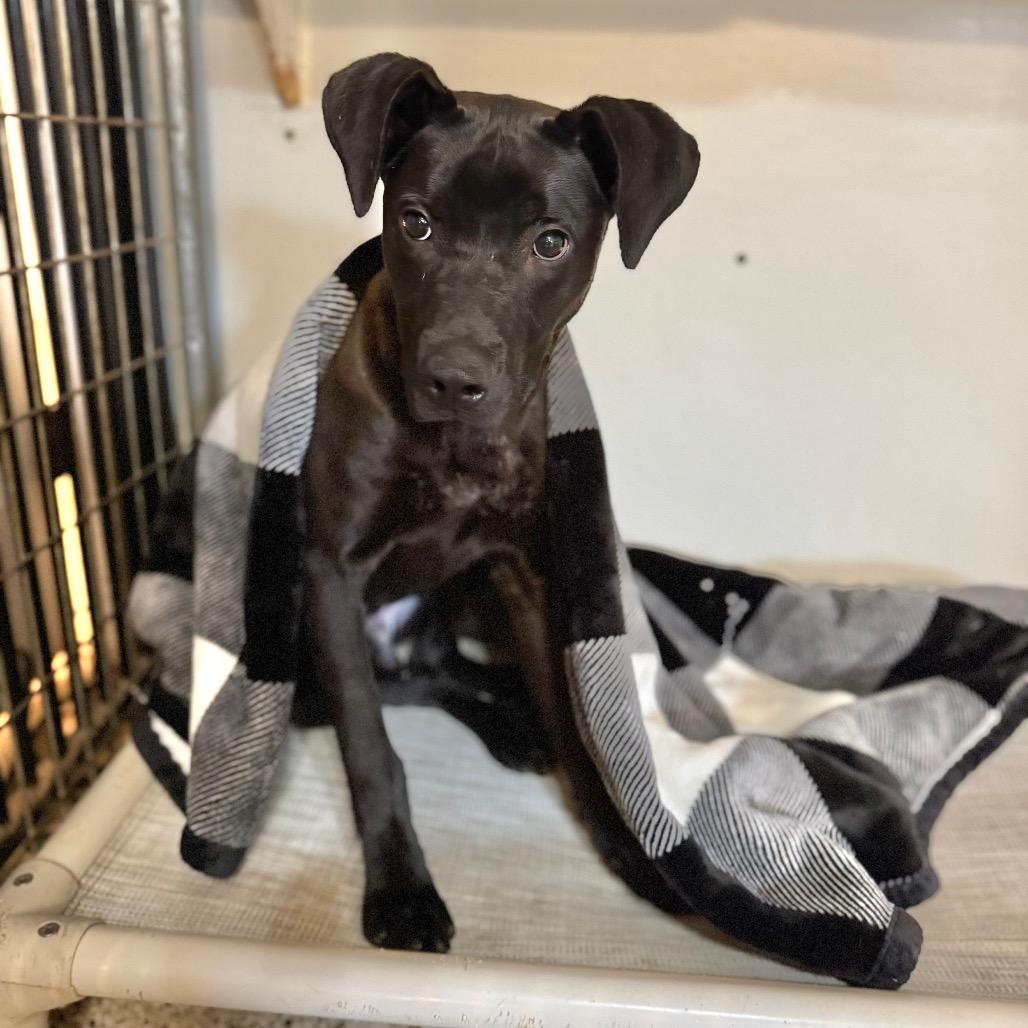 Enlarge Romeo, a Adoptable mixed breed in Brownsboro, AL image 1/1