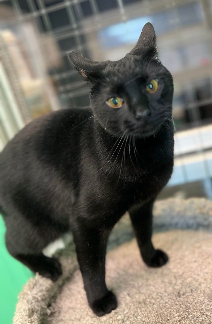 Cheerios, Adoptable, Young Female Domestic Short Hair.