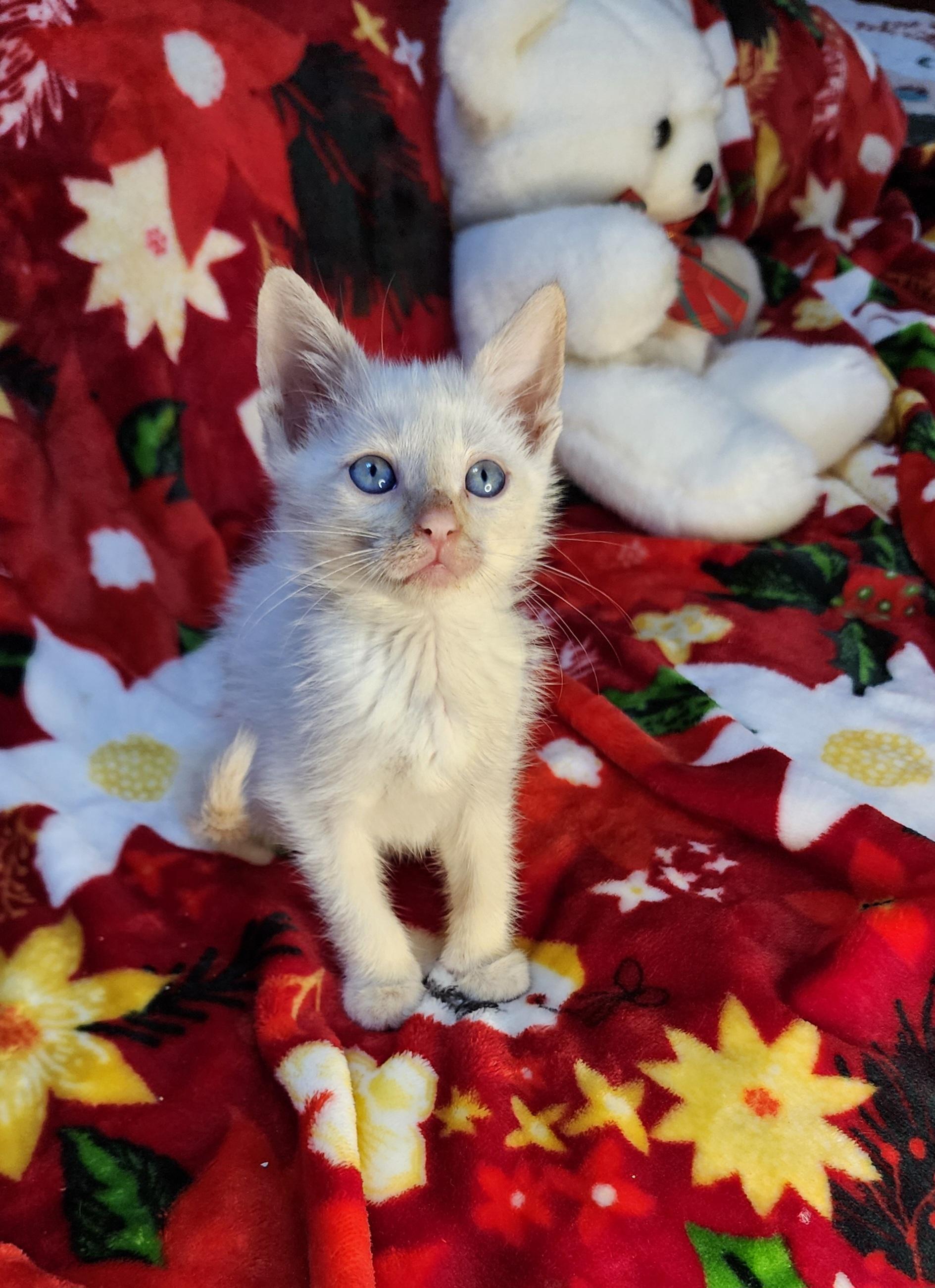 Peppermint-Flame Point Siamese, an adopted mixed breed in Houston, TX image 1/2