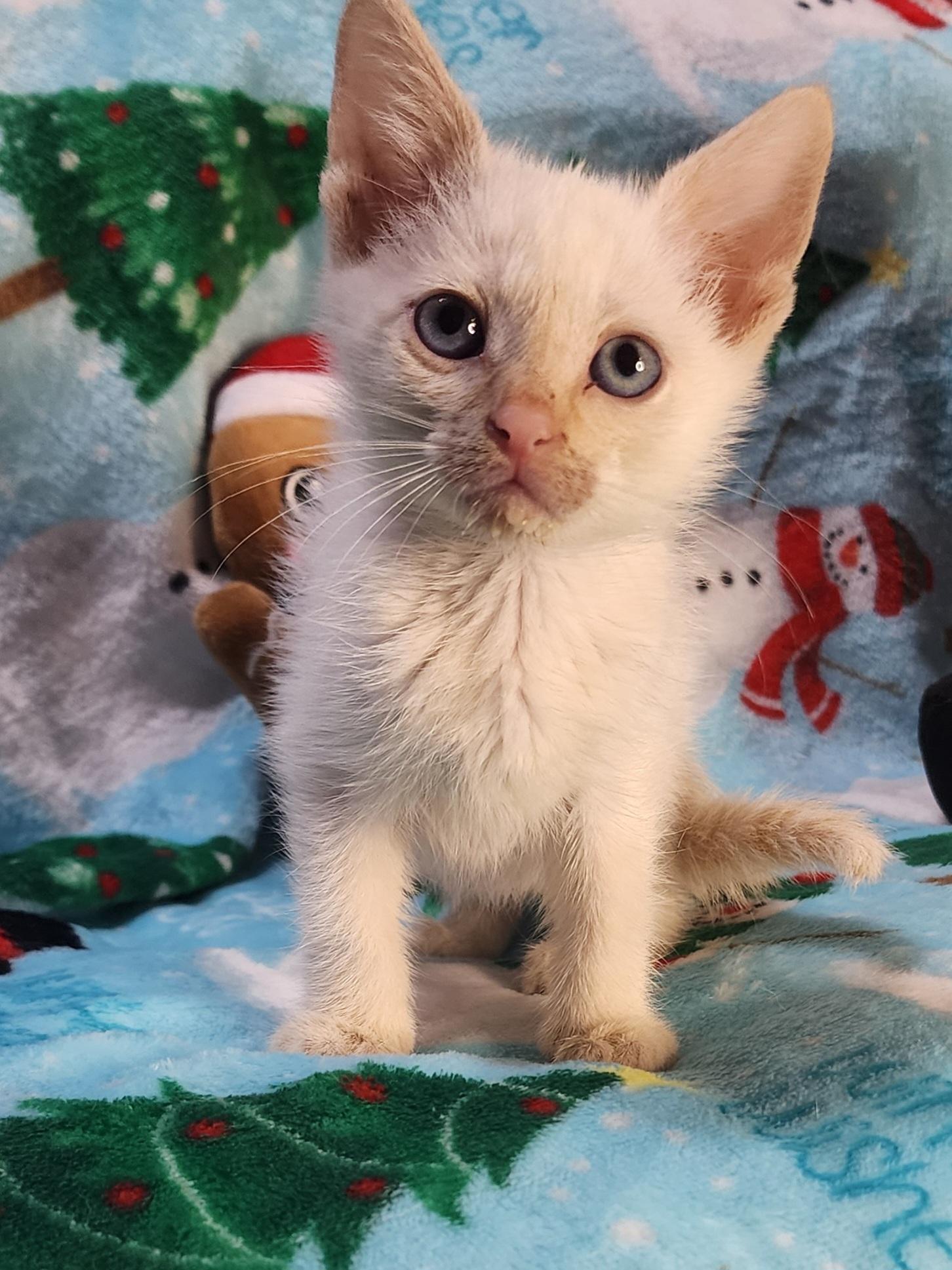 Peppermint-Flame Point Siamese, an adopted mixed breed in Houston, TX image 2/2