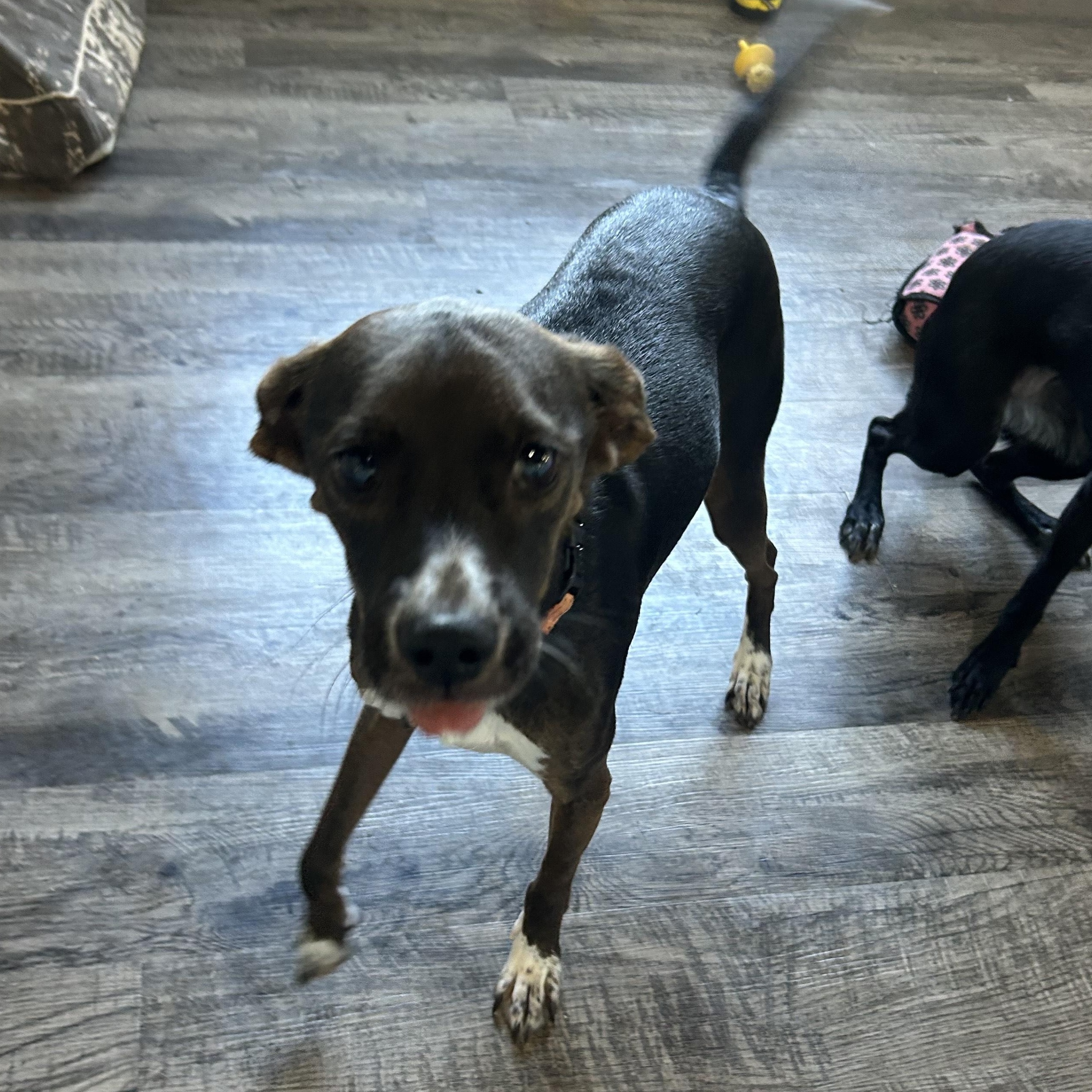 Enlarge Rosie, an adoptable mixed breed in Alma, MI image 5/5