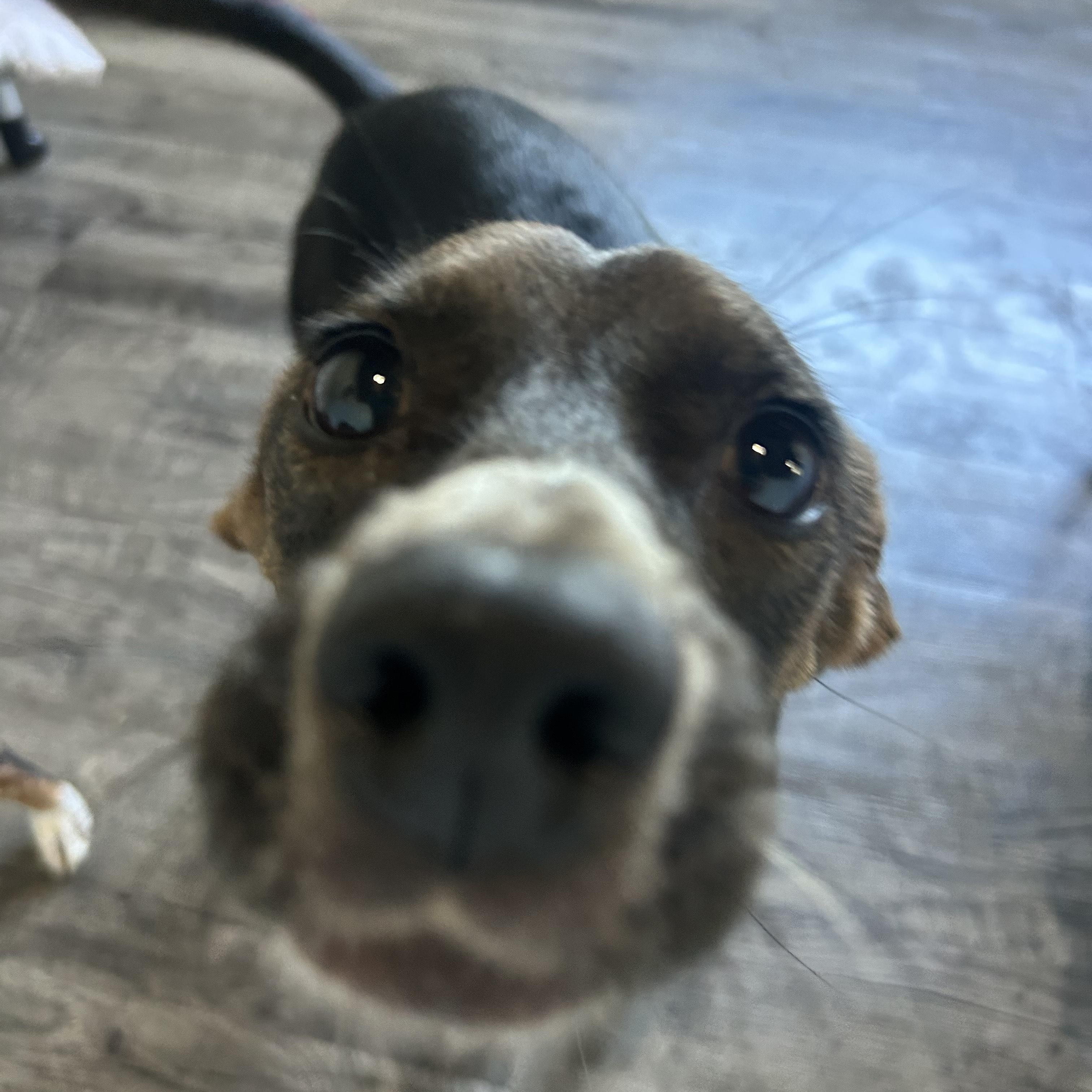 Dog for adoption - Rosie, a Rat Terrier & Labrador Retriever Mix in ...