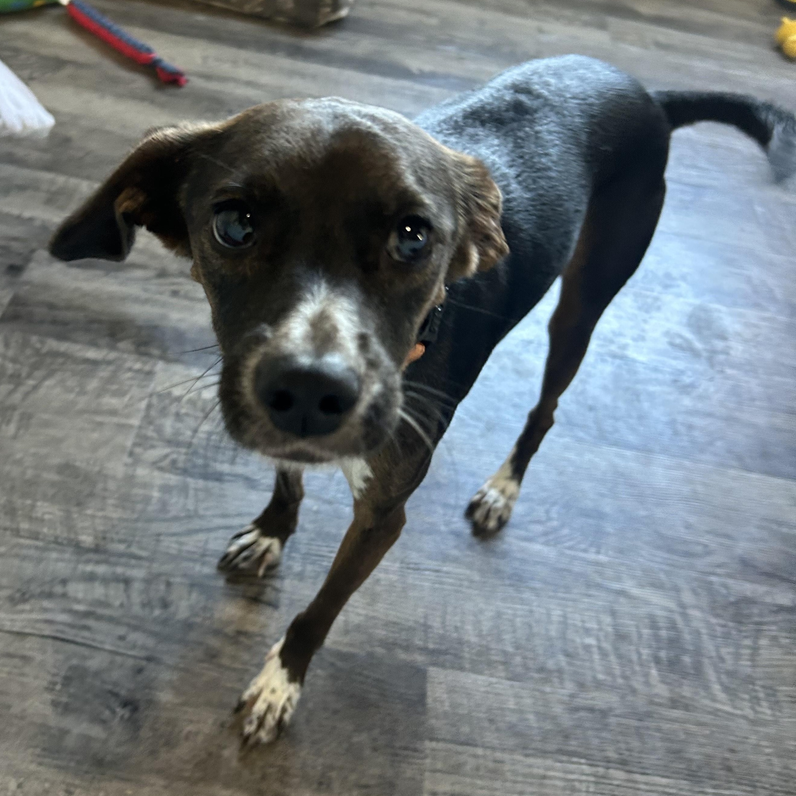 Enlarge Rosie, an adoptable mixed breed in Alma, MI image 3/5