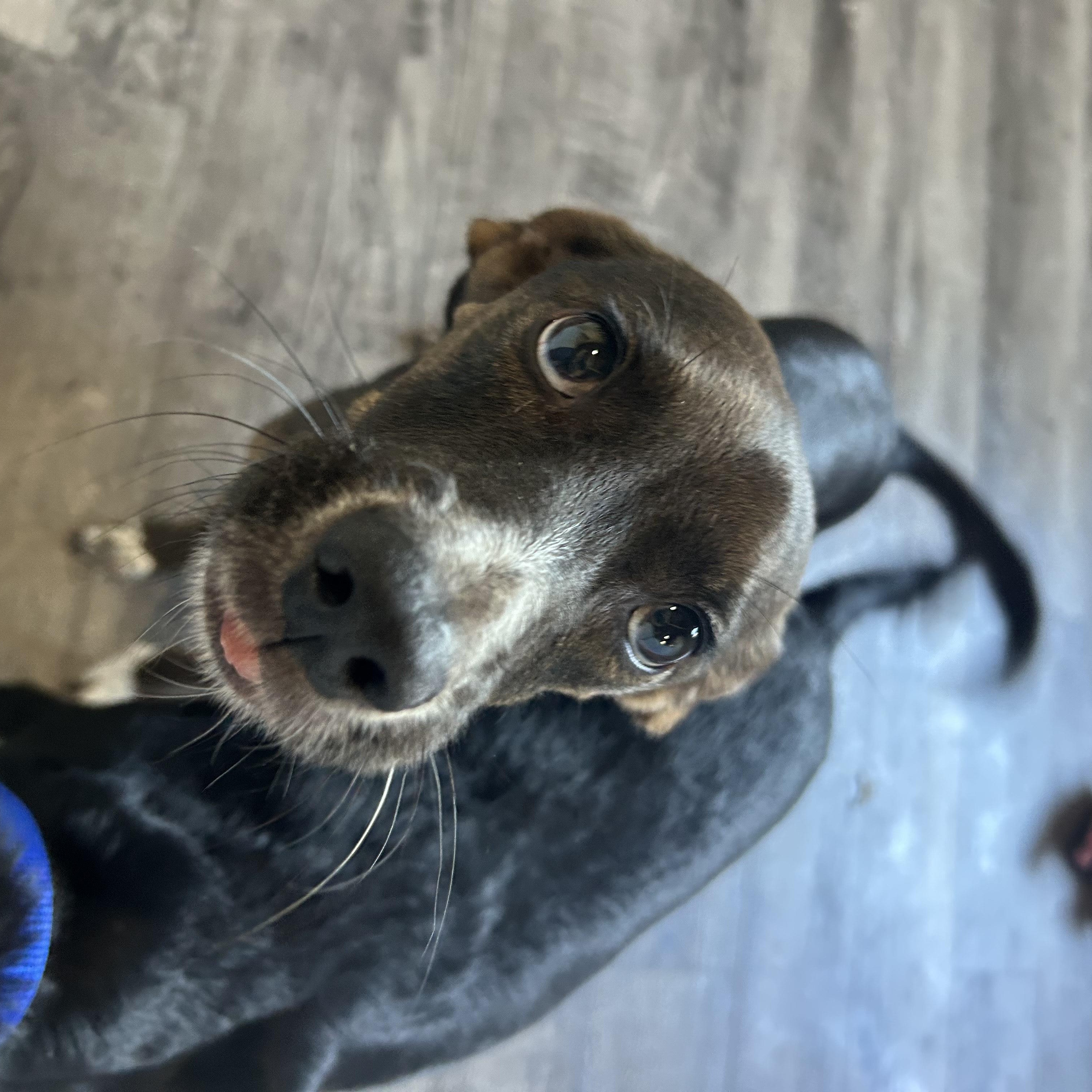 Enlarge Rosie, an adoptable mixed breed in Alma, MI image 2/5