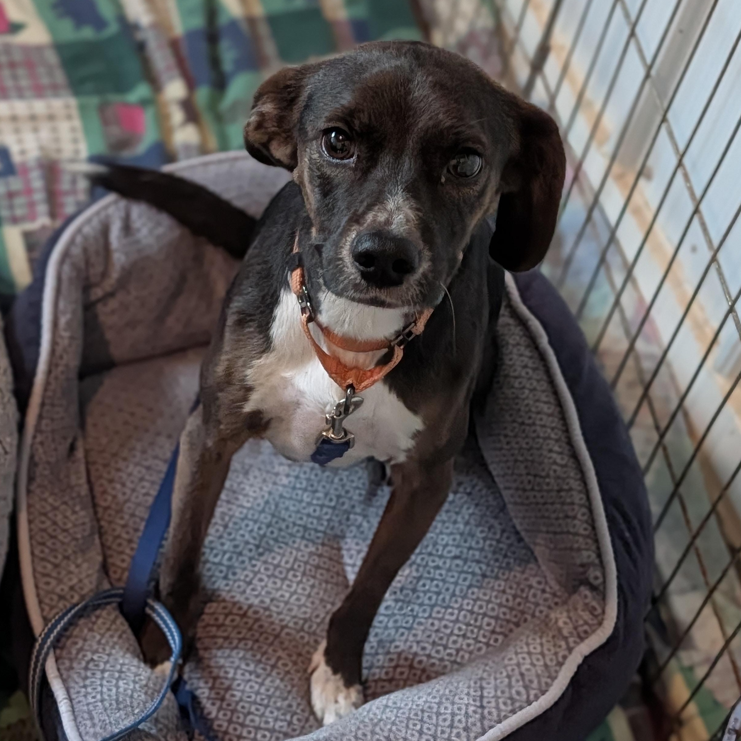 Rosie, adoptable, Adult Female Rat Terrier & Labrador Retriever.