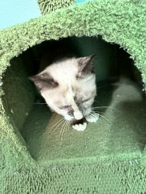 Enlarge Sonic, a Adoptable mixed breed in Rocky Hill, CT image 6/6
