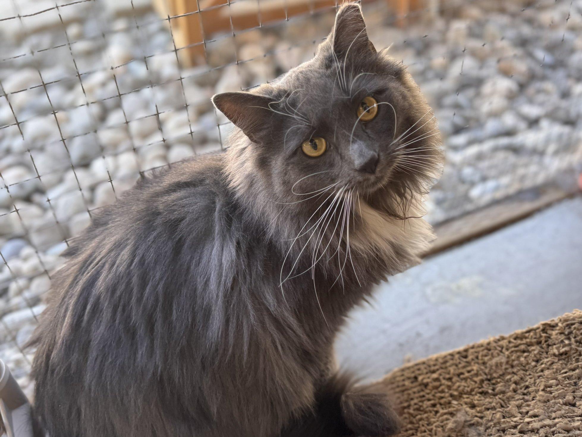 Swagger SHY CAT SPECIAL $20 BONDED PAIR, an adoptable Domestic Long Hair in Republic, WA, 99166 | Photo Image 2