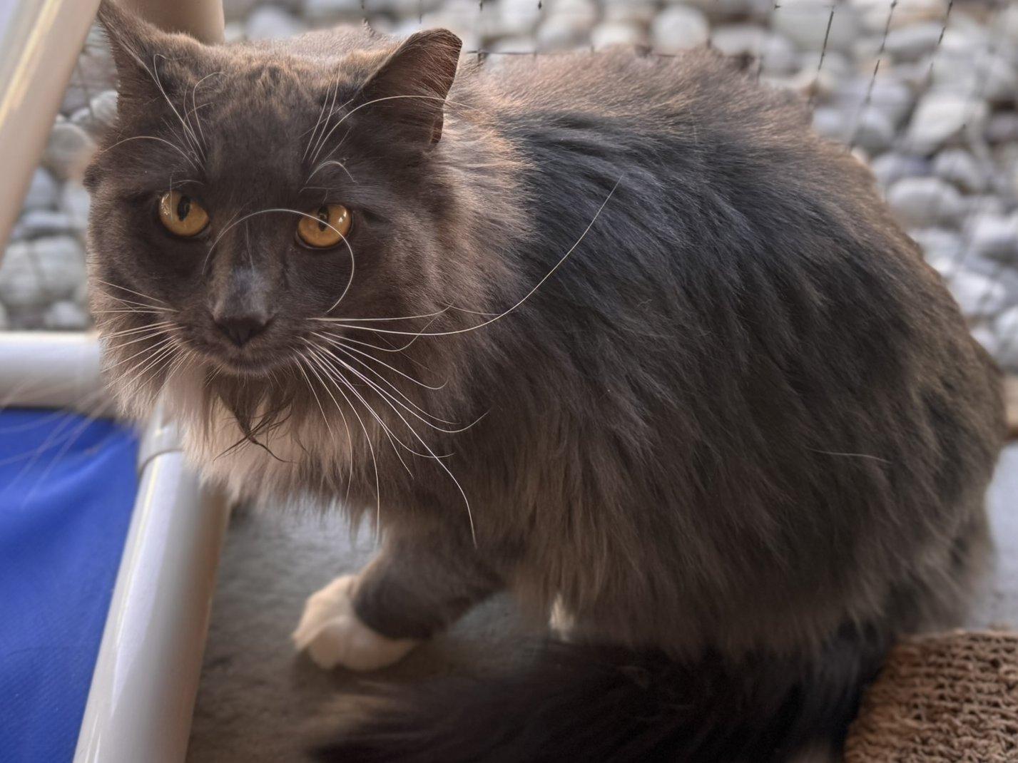 Swagger SHY CAT SPECIAL $20 BONDED PAIR, an adoptable Domestic Long Hair in Republic, WA, 99166 | Photo Image 4