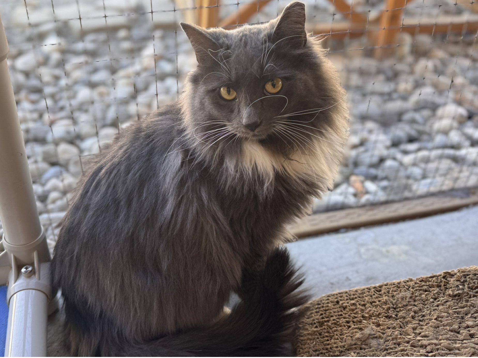 Swagger SHY CAT SPECIAL $20 BONDED PAIR, an adoptable Domestic Long Hair in Republic, WA, 99166 | Photo Image 1