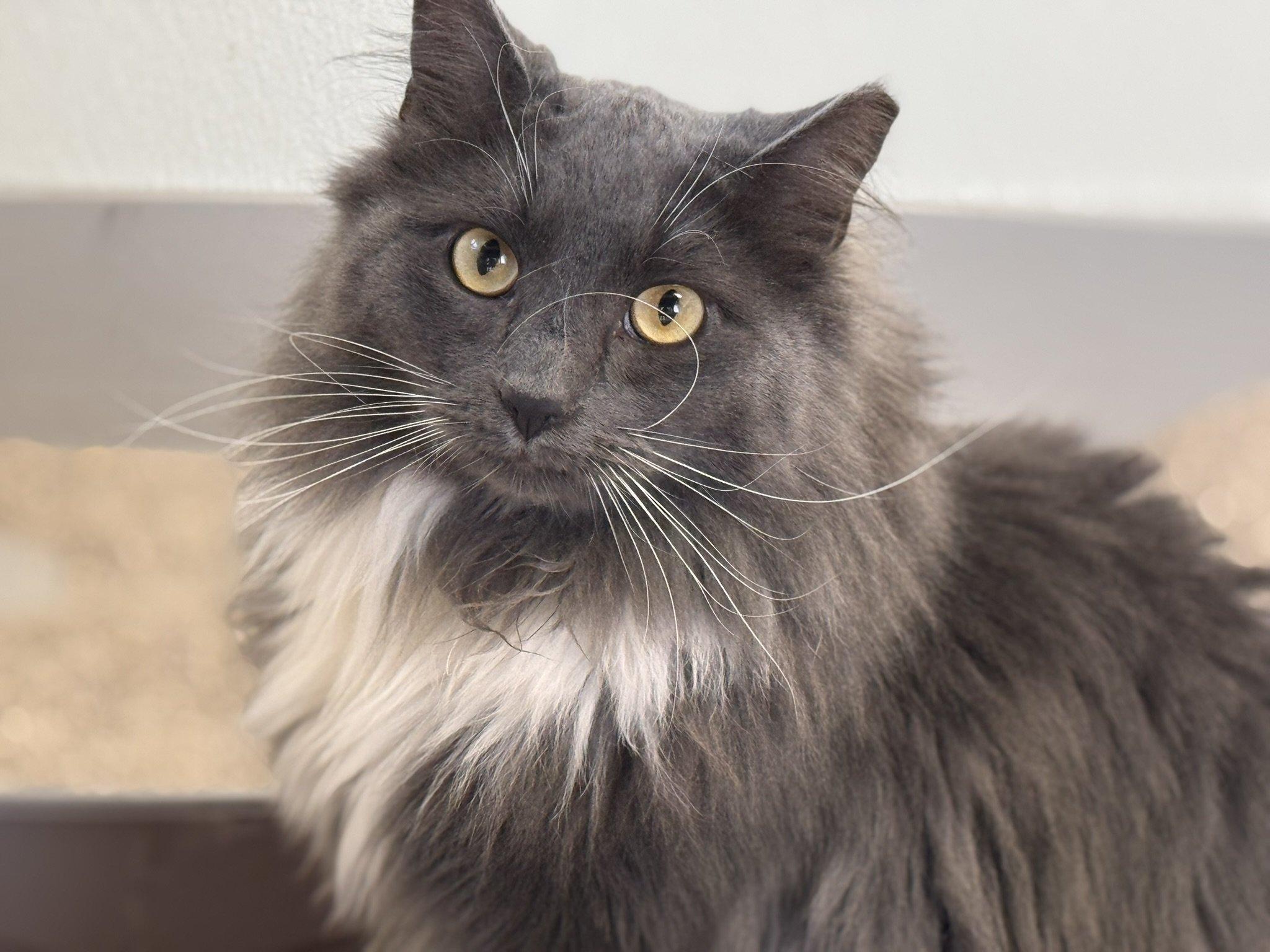 Swagger SHY CAT SPECIAL $20 BONDED PAIR, an adoptable Domestic Long Hair in Republic, WA, 99166 | Photo Image 3