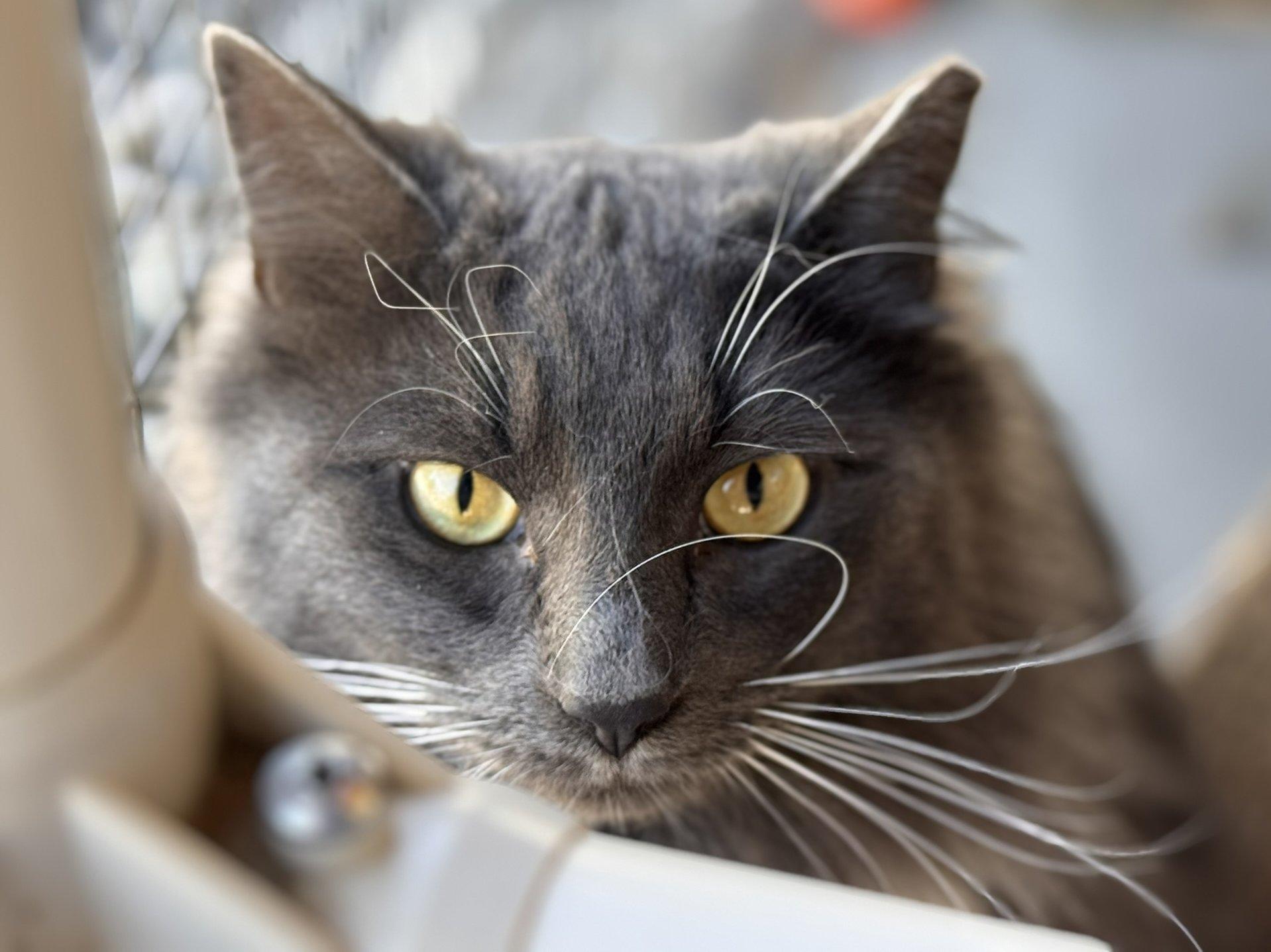 Swagger SHY CAT SPECIAL $20 BONDED PAIR, an adoptable Domestic Long Hair in Republic, WA, 99166 | Photo Image 5