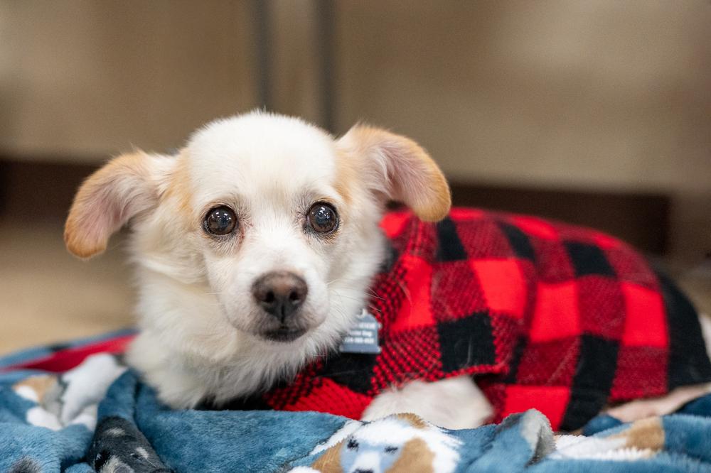 Enlarge Tuff, a Adoptable mixed breed in Mundelein, IL image 1/6