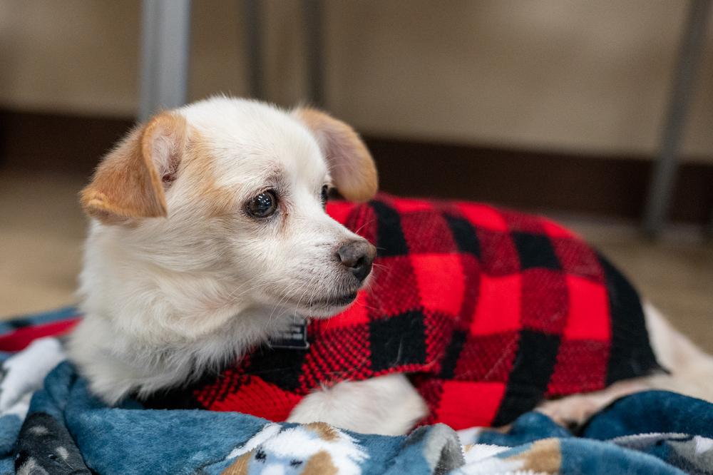 Tuff, Adoptable, Adult Male Chihuahua.