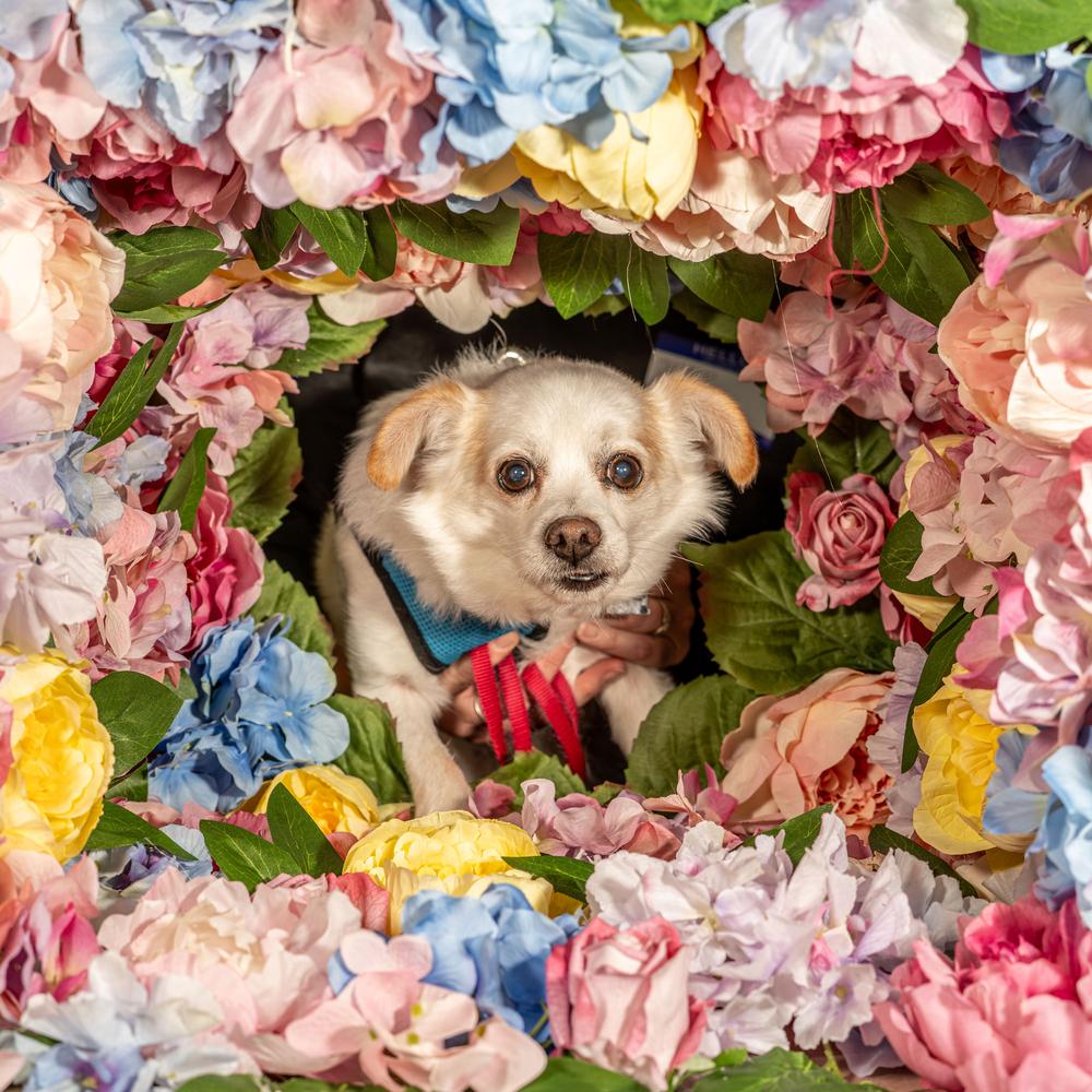 Enlarge Tuff, a Adoptable mixed breed in Mundelein, IL image 2/6