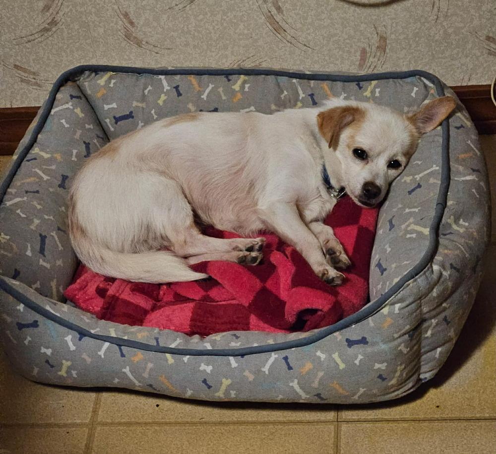 Enlarge Tuff, a Adoptable mixed breed in Mundelein, IL image 3/6