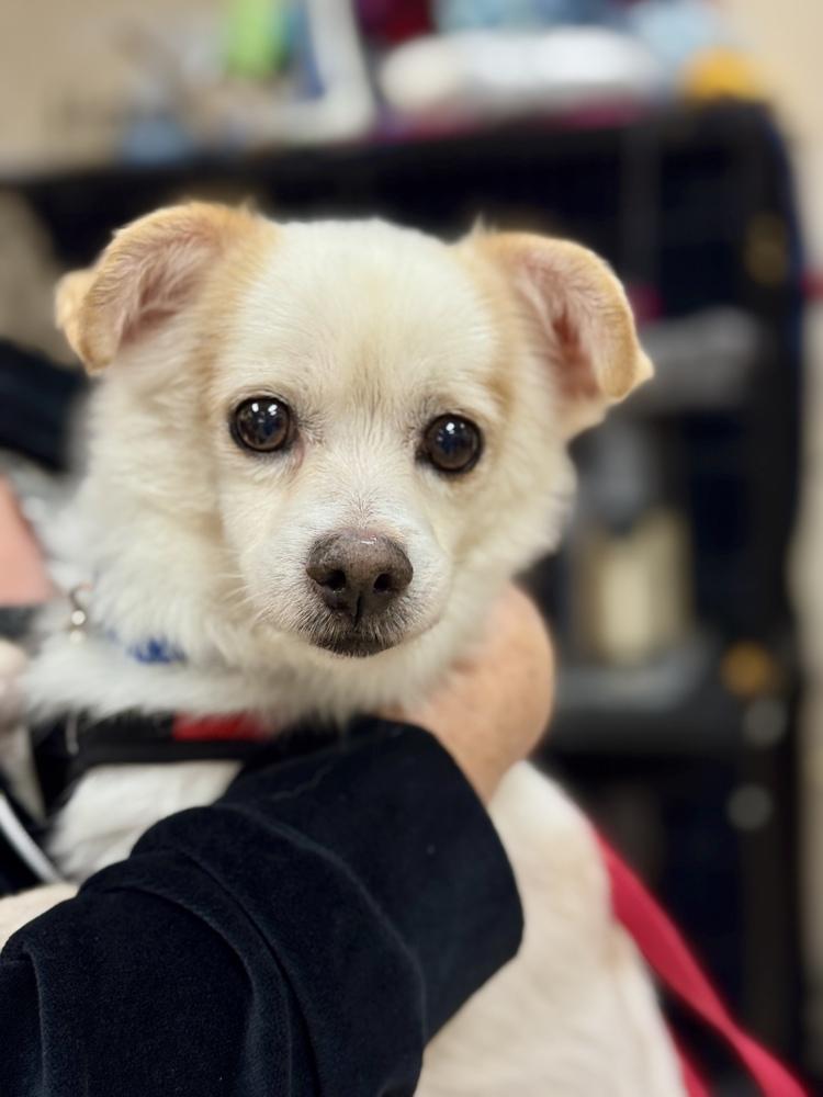 Enlarge Tuff, a Adoptable mixed breed in Mundelein, IL image 4/6