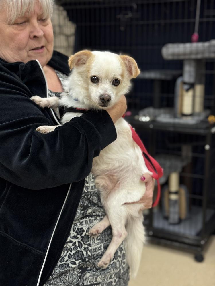 Enlarge Tuff, a Adoptable mixed breed in Mundelein, IL image 5/6