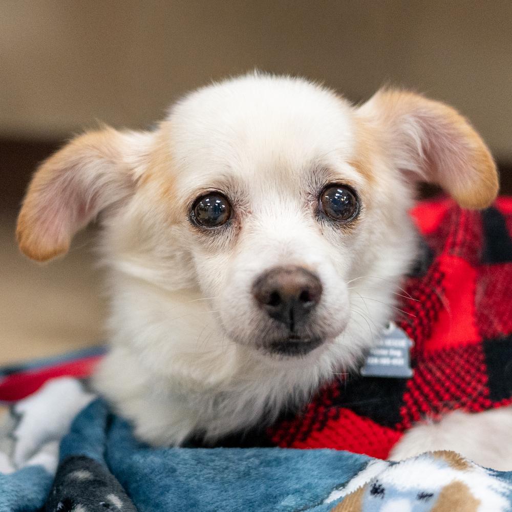 Enlarge Tuff, a Adoptable mixed breed in Mundelein, IL image 6/6